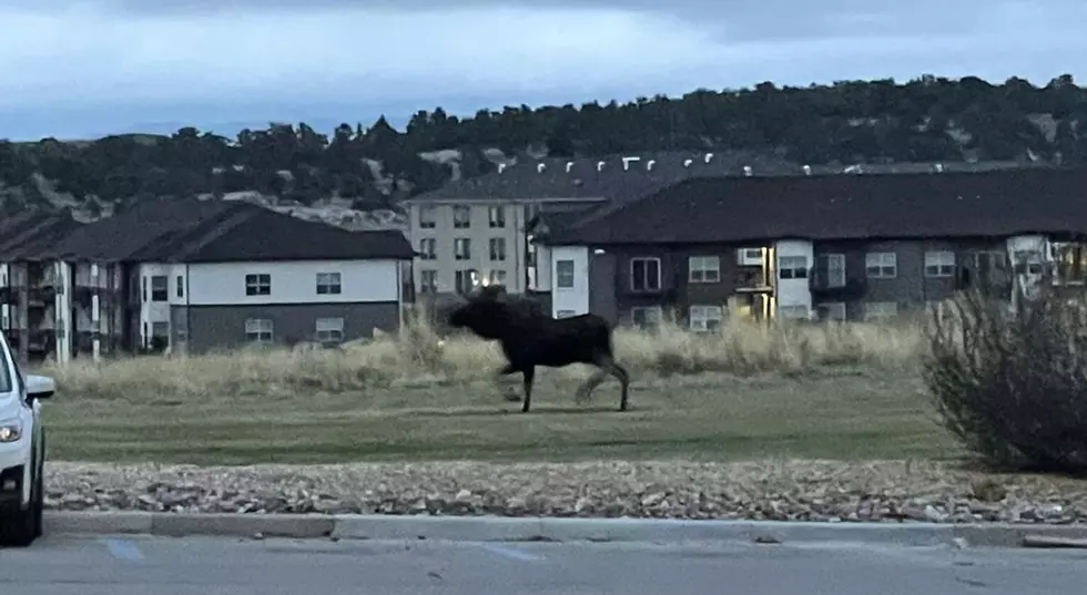 Photos: There&#8217;s a Moose on the Loose in Evansville!