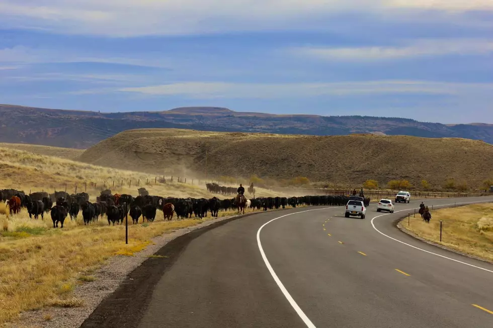 Natrona County Sheriff Deputies Assist Ranchers With Cattle Drive