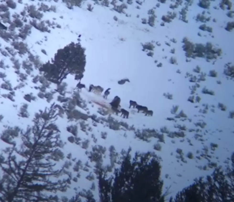 VIDEO: Yellowstone Grizzly Bear Fights Off Pack of 14 Wolves After Stealing Their Food