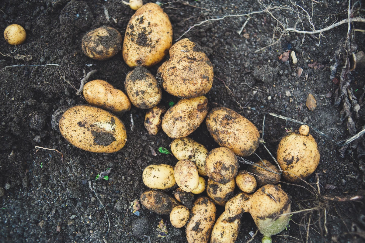 Food Bank Harvests Over 10,000lbs Potatoes for Wyoming Tables