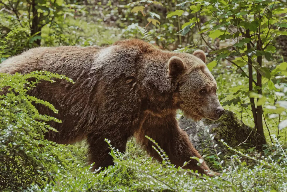 Wyoming Students Attacked by Grizzly Outside of Cody