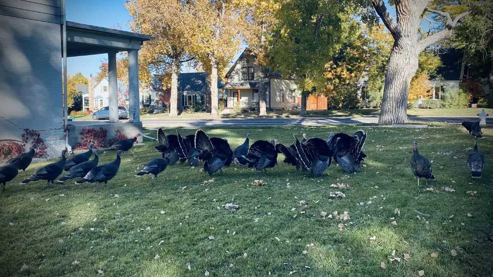 VIDEO: Gang Warfare Erupts Between Thomas Gobbles Gang and Multiple Other Turkeys in Casper
