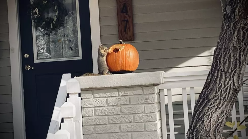 VIDEO: Casper Squirrel Helps Himself to Somebody’s Pumpkin