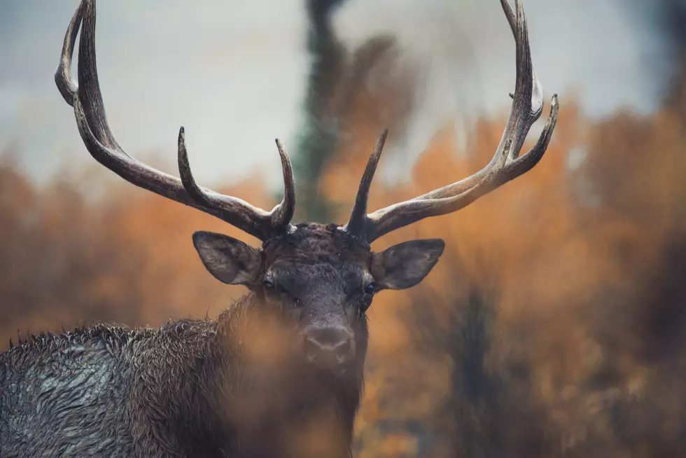 Montana Man Sentenced For Wildlife Crime, Again