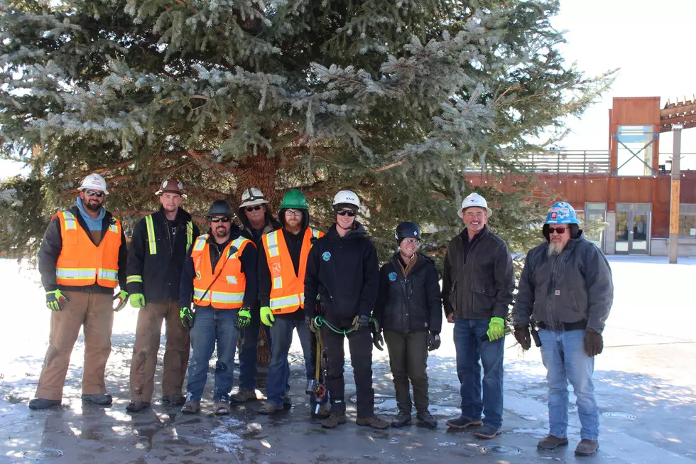 PHOTOS: David Street Station Ushers in Holiday Season With Community Christmas Tree Installation