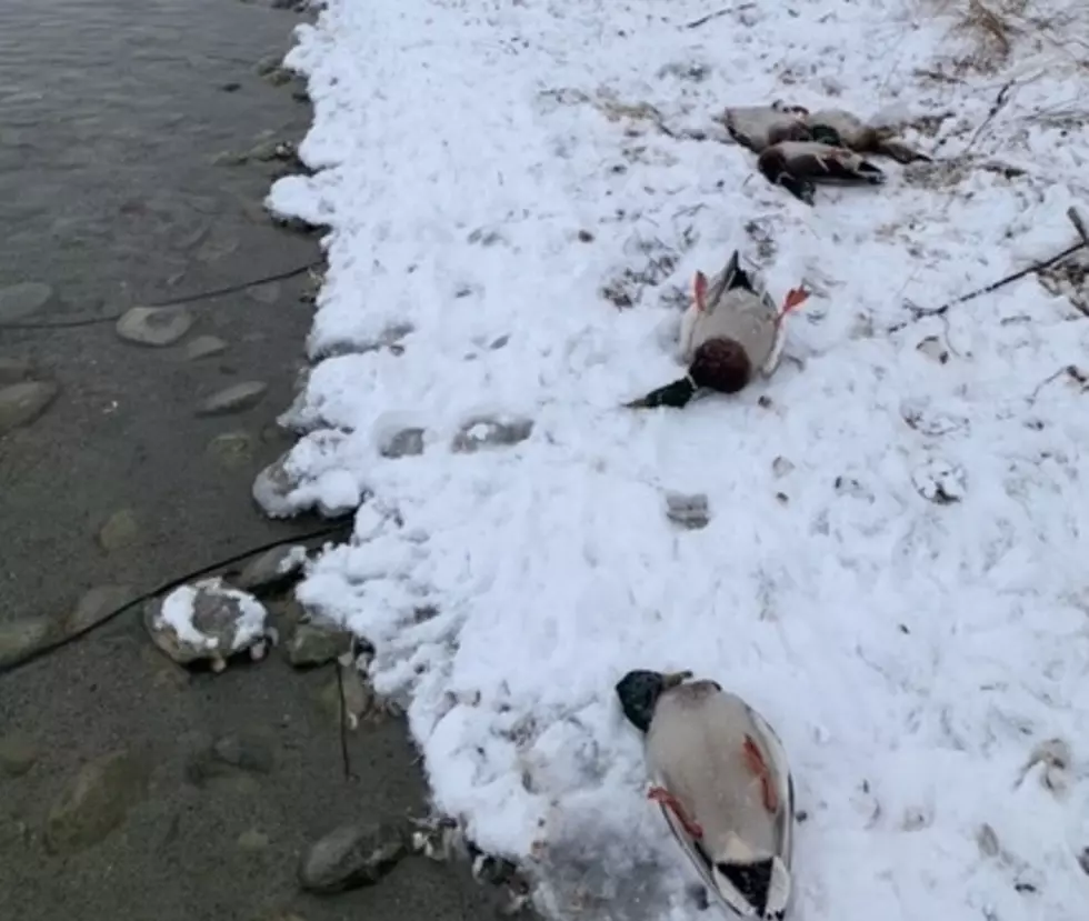 Wyoming Game & Fish Investigating Deaths of 77 Diseased Ducks