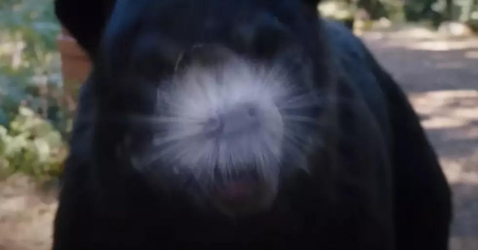 VIDEO: Wyoming, Behold the Trailer for ‘Cocaine Bear’