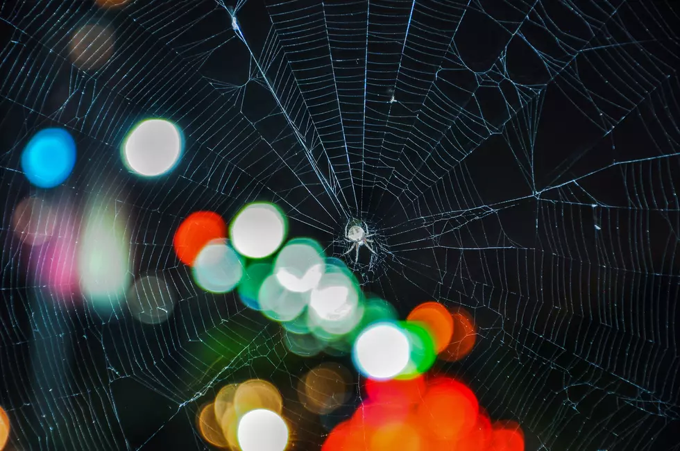 Your Christmas Tree Could be Infested with Thousands of Spiders