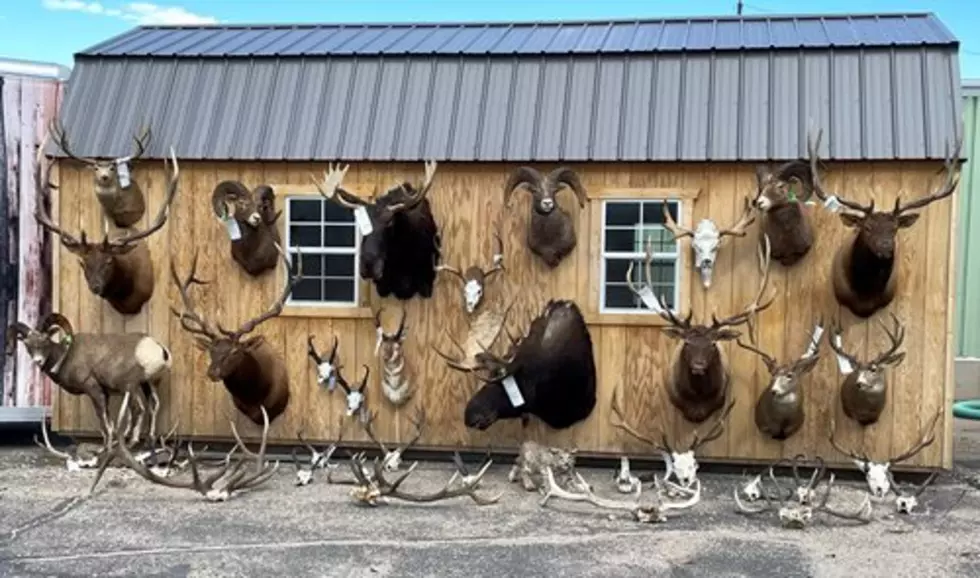 Three Men Charged in One of the Largest Poaching Cases in Wyoming History