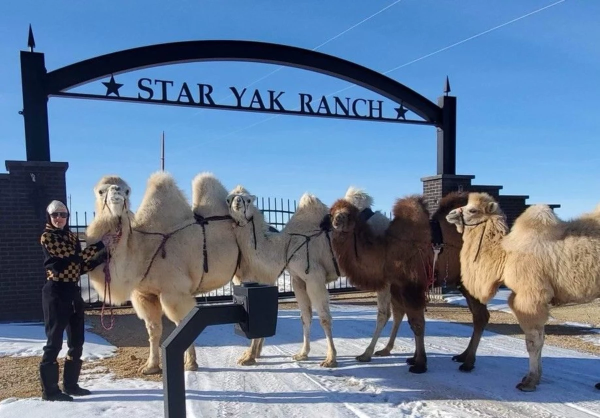 PHOTOS: Jeffree Star Brings Camels to Casper