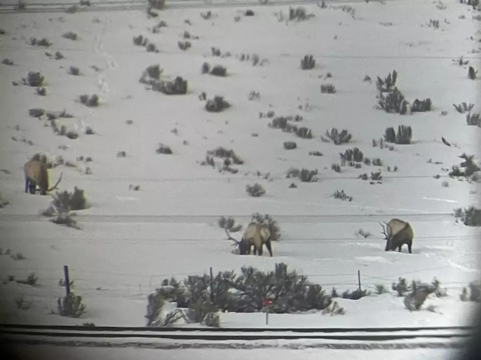 CAUTION: Wyoming Highway Patrol Shares Photo of Bull Elk Near I-80 by Evanston