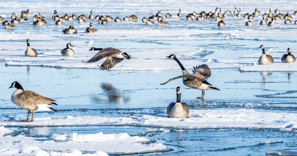 Wyoming Game & Fish Urge Duck, Geese Hunters take Precaution