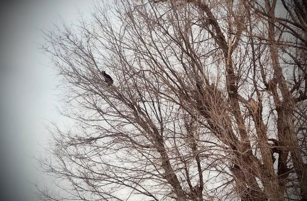 Casper Family Needs Help Getting Cat Out From Top of Tree