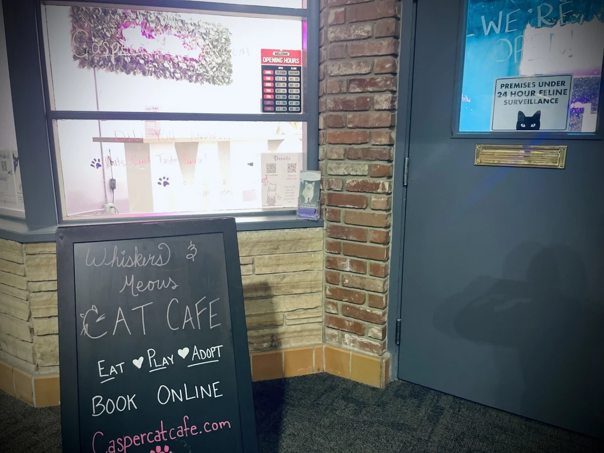 The Purrrfect Cup: Wyoming’s First Cat Café Opens in Casper