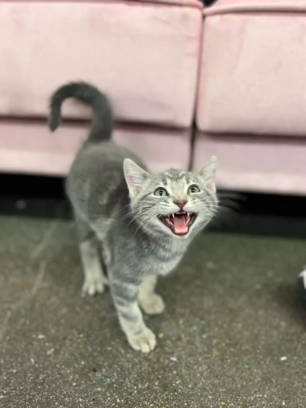 The Purrrfect Cup: Wyoming's First Cat Café Opens in Casper