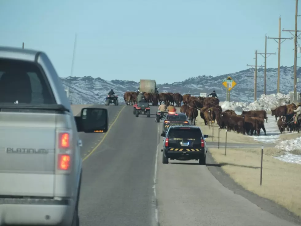 Wyoming Man Gets His Wish of Seeing a &#8216;Wyoming Traffic Jam&#8217; During Mid-Morning Cattle Drive