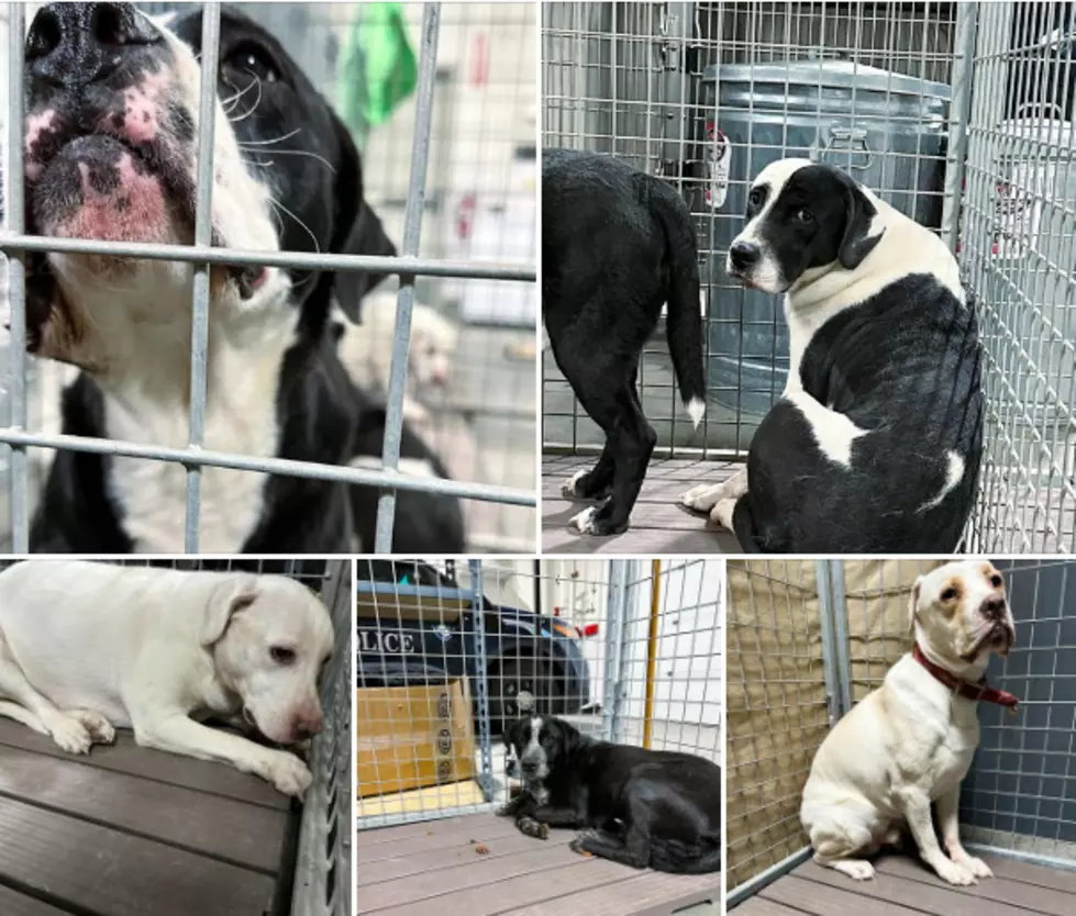 PHOTOS: These are the Dogs You Can Adopt from the City of Mills After Removal from Hoarding Scenario