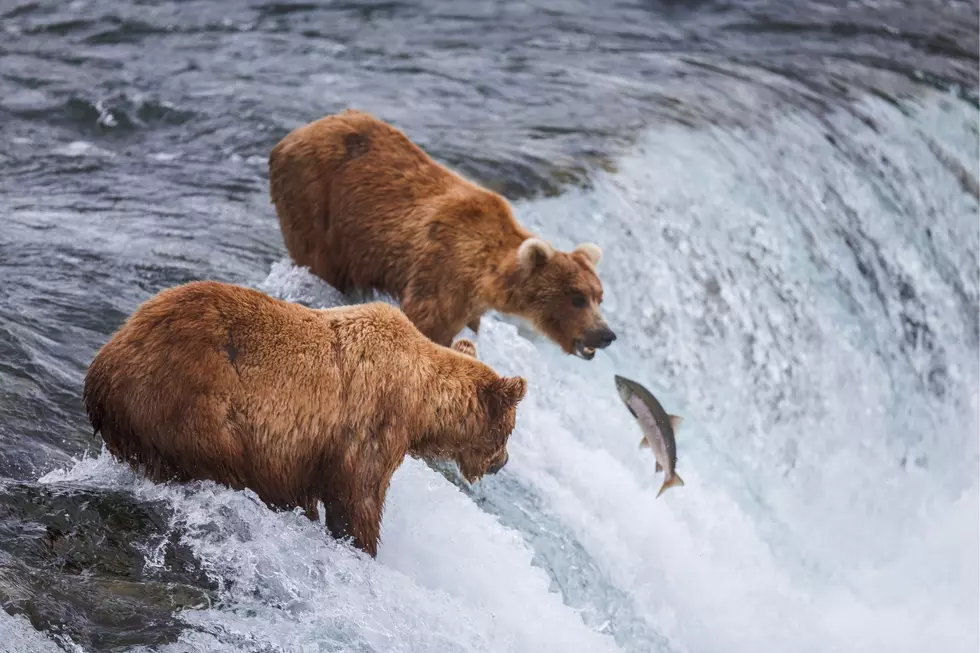 US May Lift Protections for Yellowstone, Glacier Grizzlies