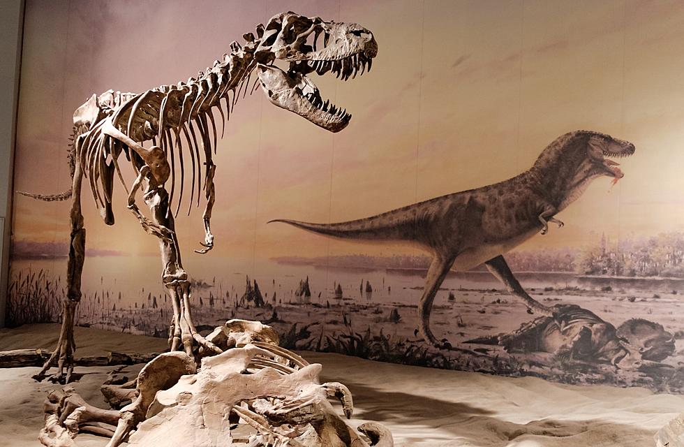Professor of Geology Talks Dinosaur Death Pit at the Tate Tonight