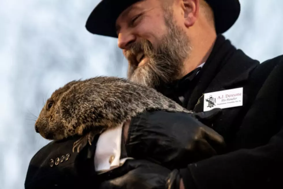 Punxsutawney Phil's Prophecy: Winter Prevails