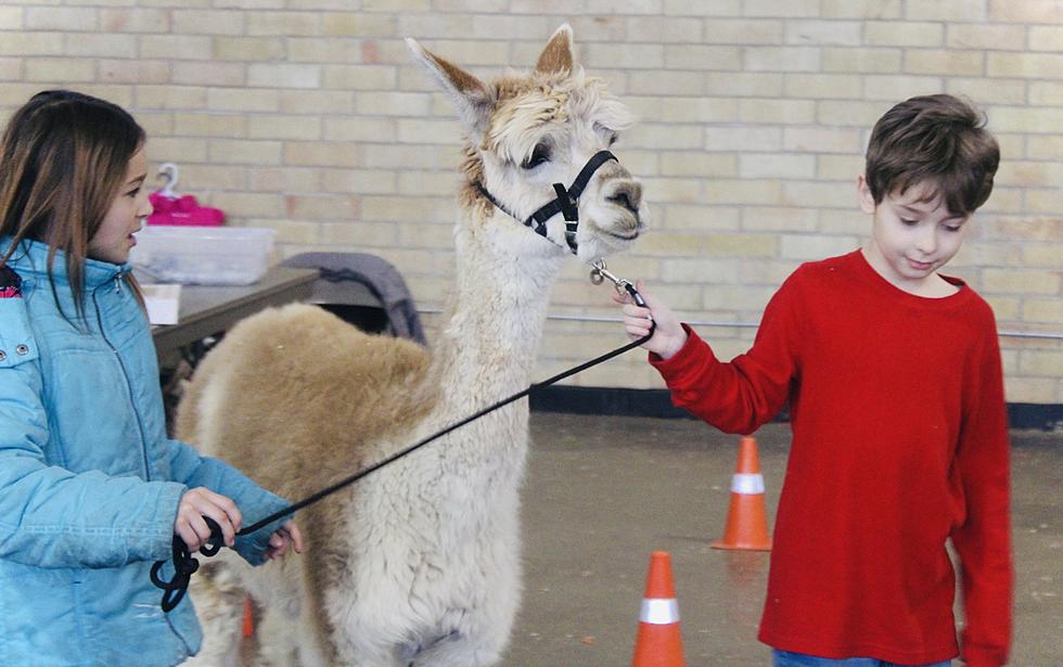 PHOTOS: Hundreds of Grade School Students Attend Annual Cow Belle Ag Expo