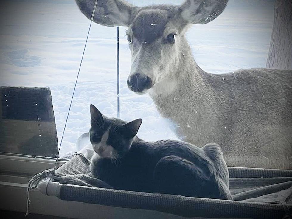 PHOTOS: Wyoming Woman Photographs Conversation Between Kitten and Doe