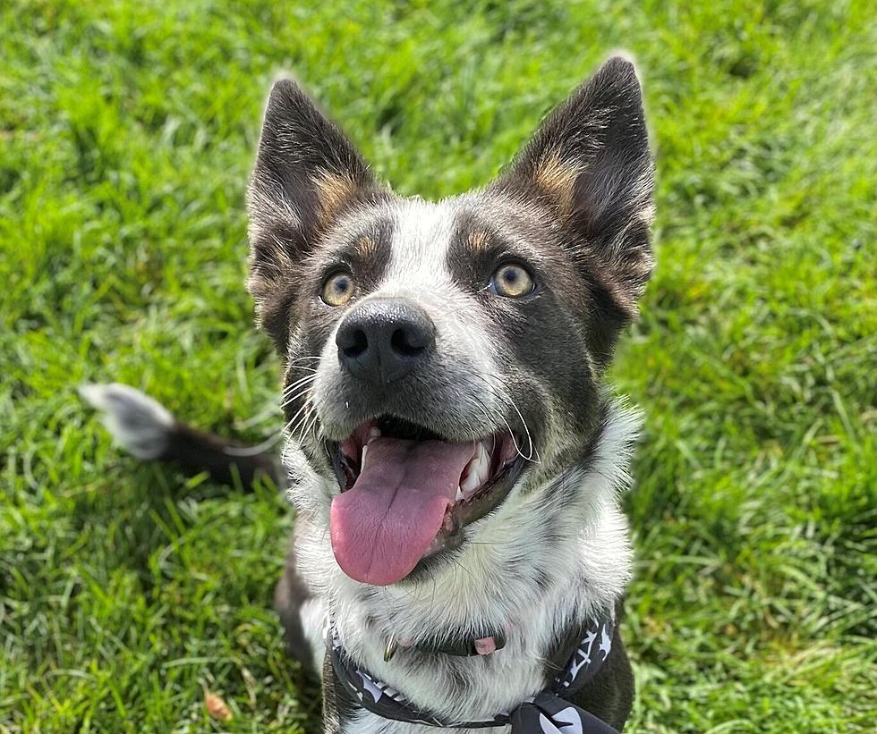 Casper Humane Society Rescues Dog On Day It was to be Euthanized; Now Up for Adoption