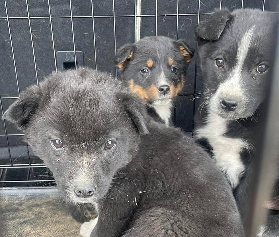 Lost and Found: Litter of Puppies Abandoned at Lander Dump, Rescued by Good Samaritans