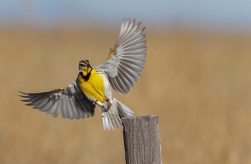 Werner Wildlife Museum Hosting Four Free Bird Identification Classes