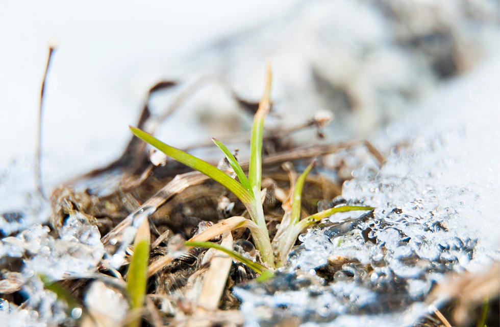 March in Wyoming: Sunny? Snowy? It&#8217;s a Coin Flip.