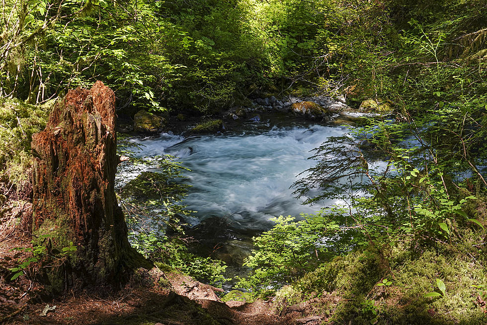 US Plans New Forest Protections, Issues Old-Growth Inventory