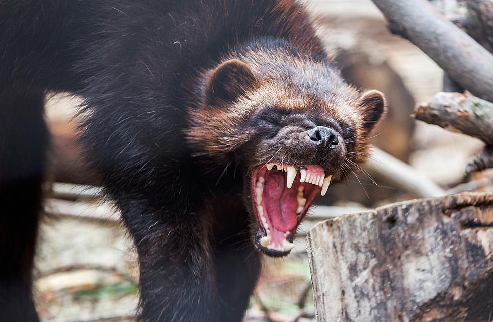 Casper Biologist to Present &#8220;Wyoming Wolverines&#8221; for Werner Wildlife Study Series