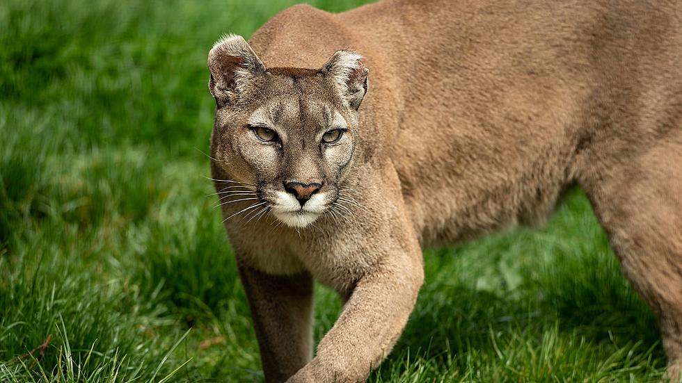 Multiple Casper Residents Have Reported a Mountain Lion Sighting on the East Side of Town