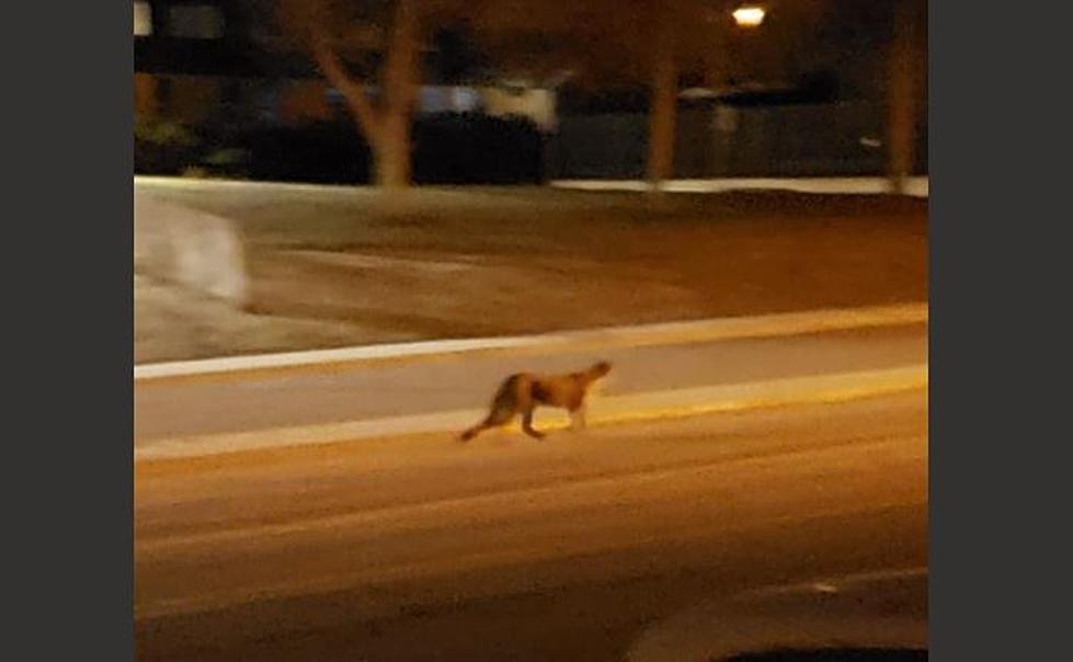 PHOTOS: Casper Mountain Lion Spotted in Front of Manor Heights Elementary School