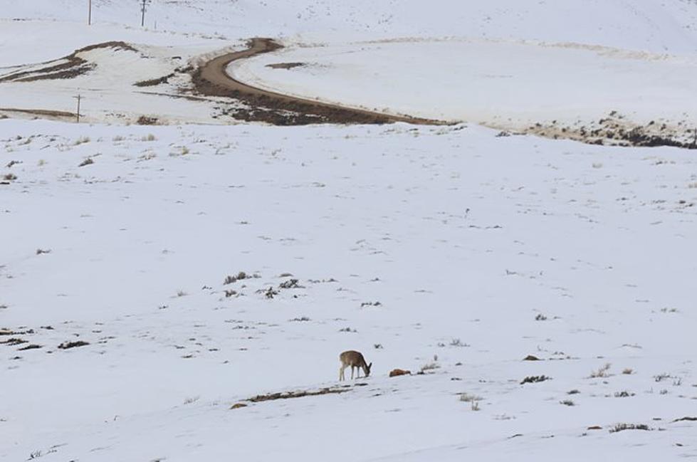 Wyoming Wildlife Managers Make Significant Adjustments to Hunting Season Proposals