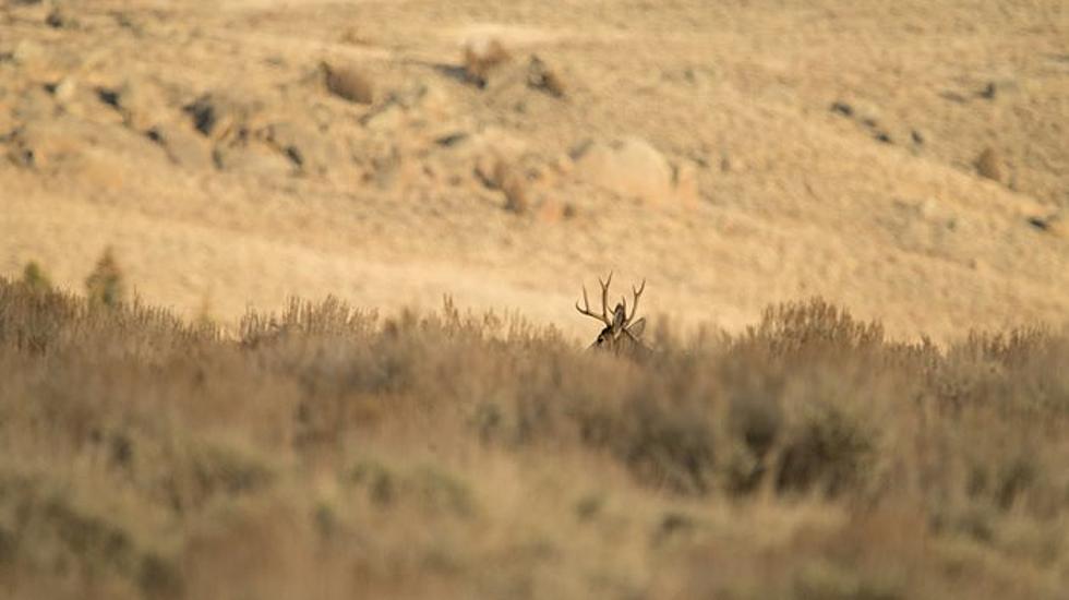 CWD Found in Buck Near Rock Springs