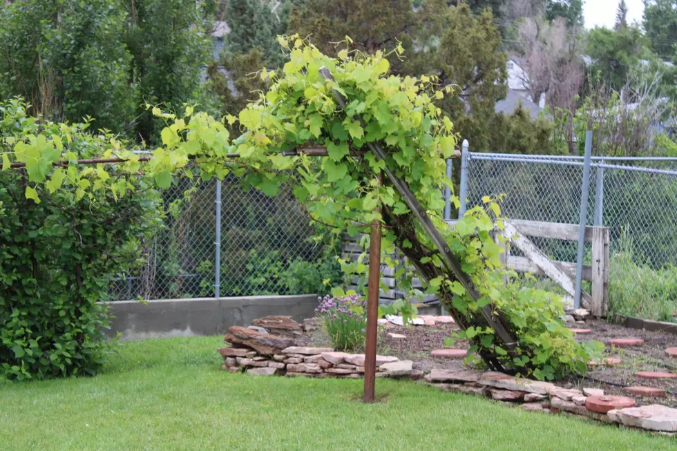 A grapevine hangs out in the backyard; Photo by Kolby Fedore, TSM