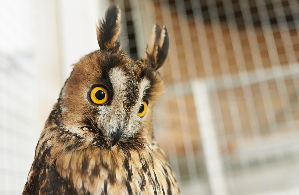 Werner Wildlife Museum at Casper College Announces Closure Due to Flooding