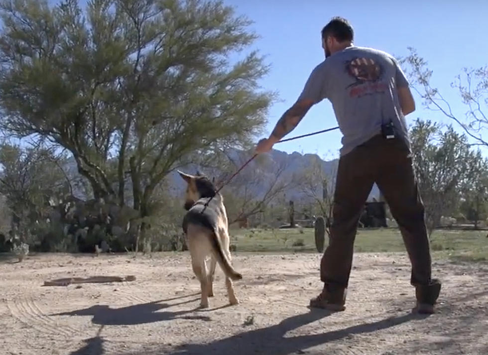 Canine Trainers Teach Dogs to Avoid Rattlesnakes Using Western Diamondbacks, Coming to Casper
