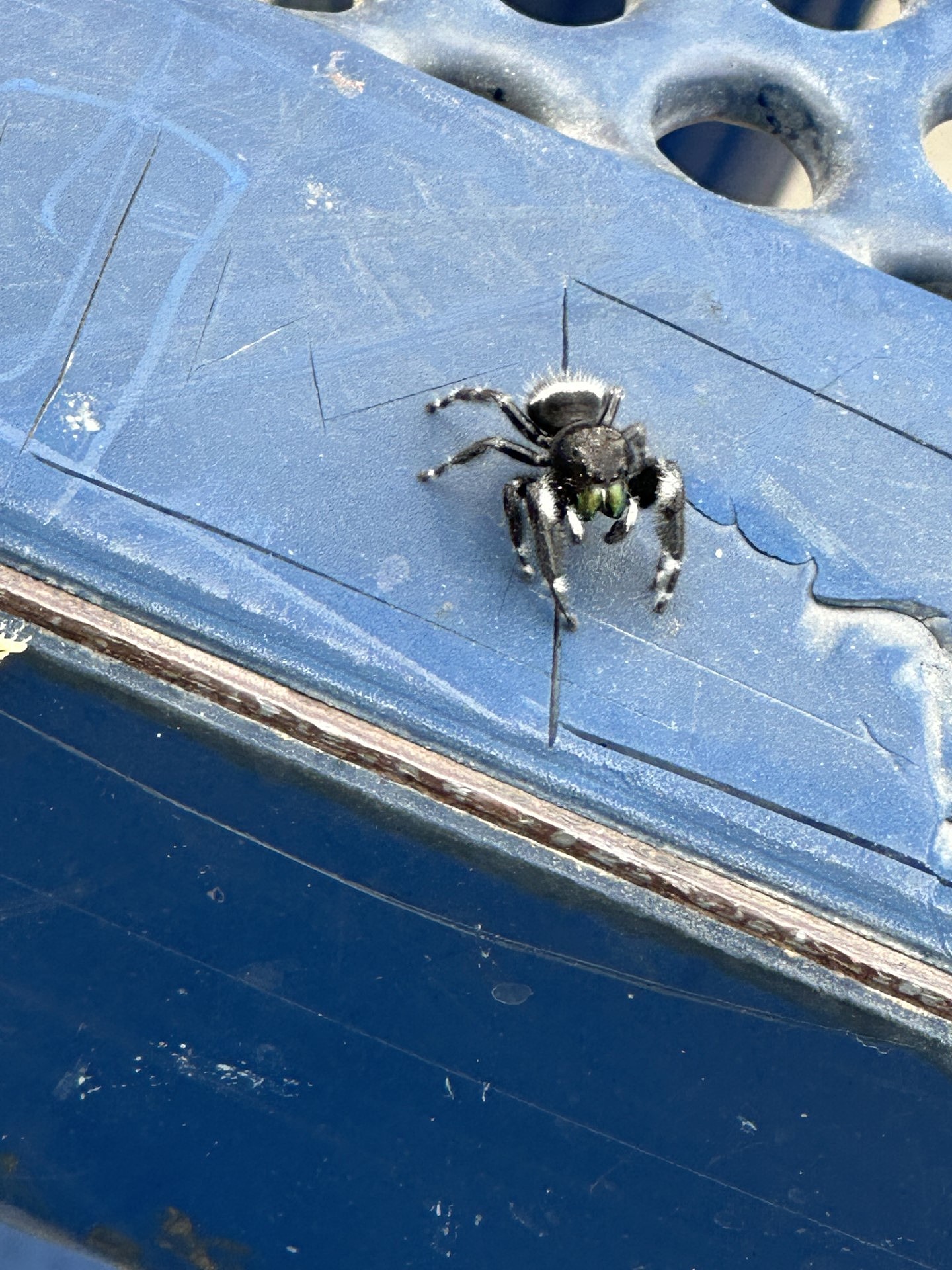 Baby Jumping Spiders See Surprisingly Well