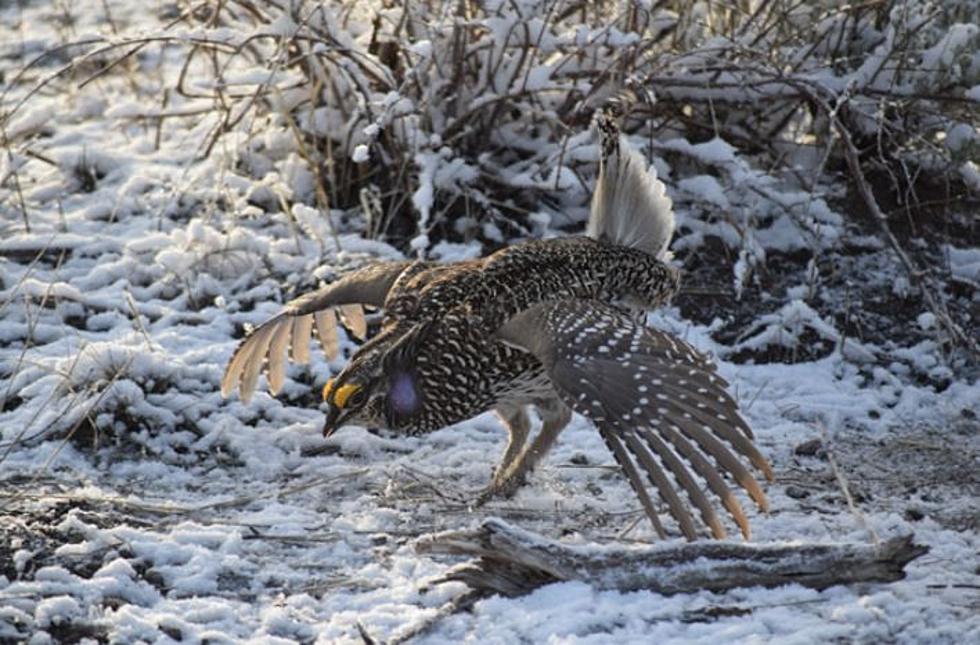 Colombian Sharp-Tailed Grouse