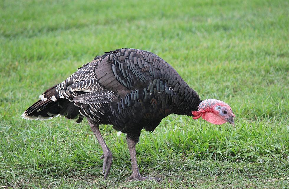 City of Casper Sets Date for Public Hearing on Feeding Wild Turkeys and Zoning Requests