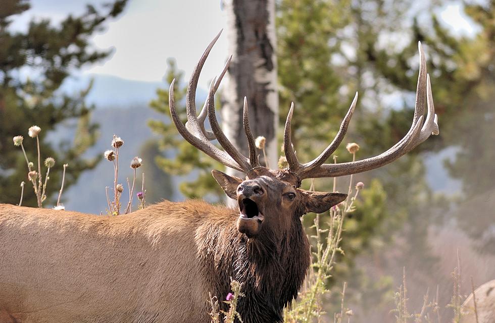 Wyoming Game and Fish Share Draft of Elk Feedground Management Plan for Public Review