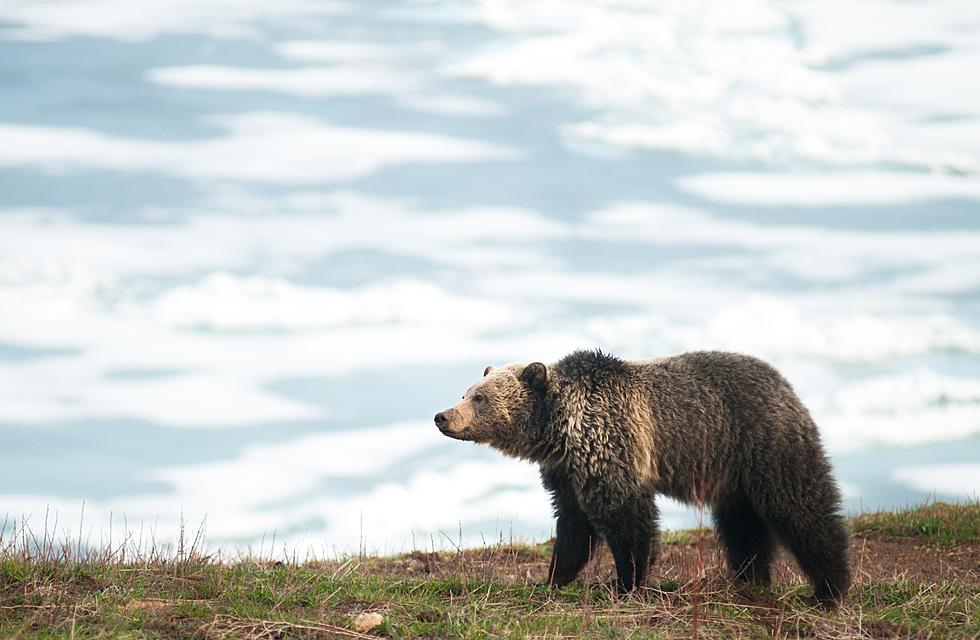 Third Wyoming Grizzly Relocated in the Month of August