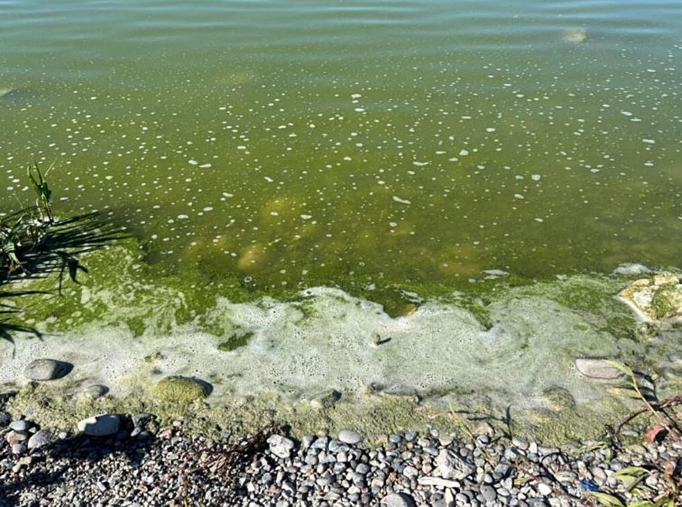 Harmful Cyanobacterial Blooms Detected in Pathfinder and Alcova Reservoirs