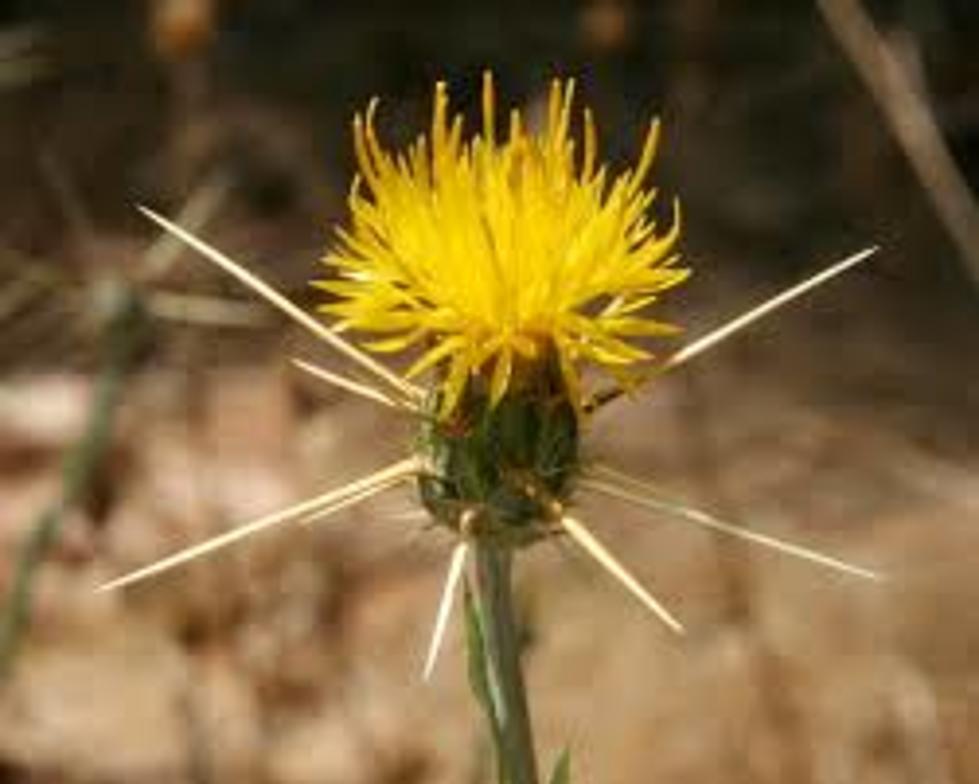 New Pest on the Loose in Natrona County: the Yellow Starthistle