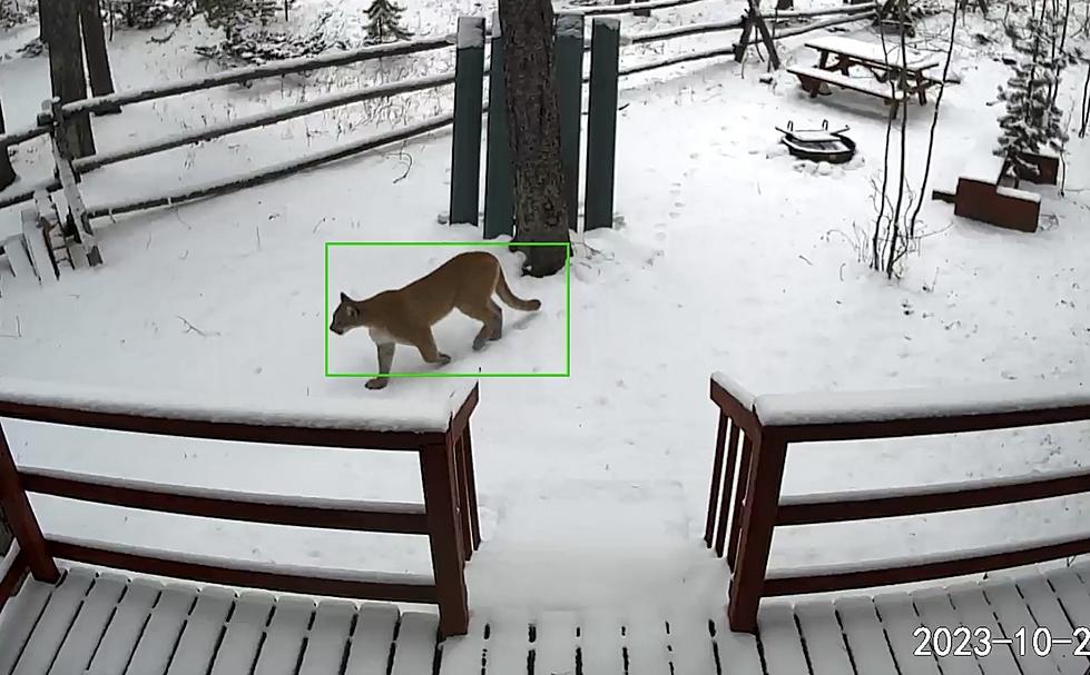 VIDEO: Big Kitty Cat Spotted on Casper Mountain