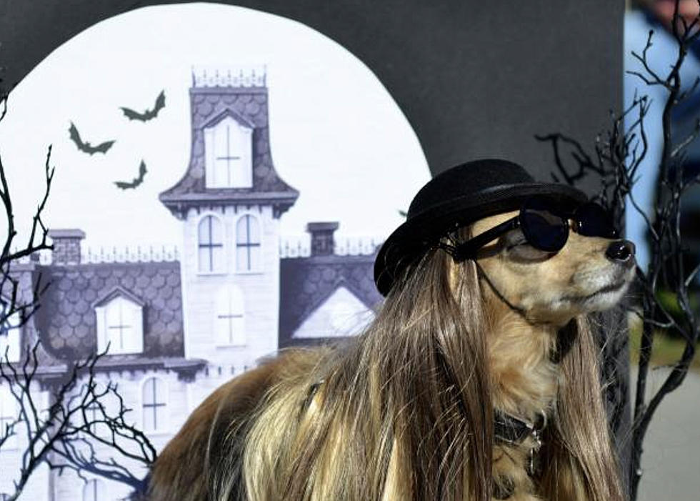 PHOTO CONTEST: Send in Your Best Picture of a Pet in Costume for Chance to Win Free Tickets to Candlelight Frights&#8217; Halloween Experience