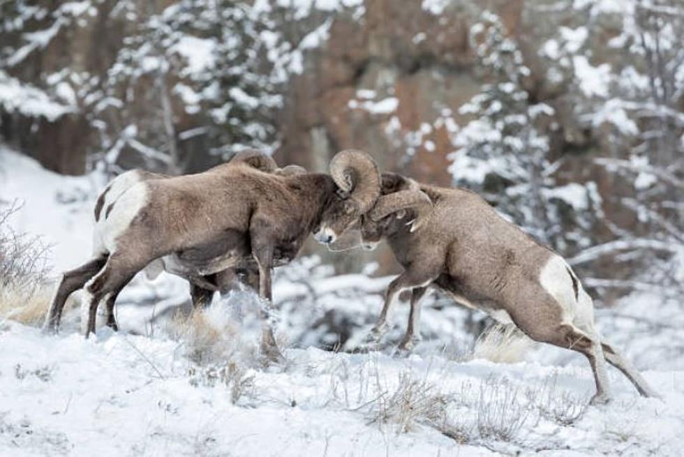 Wyoming Foundation Aims to Bring Wild Sheep Back to the Granite Mountains