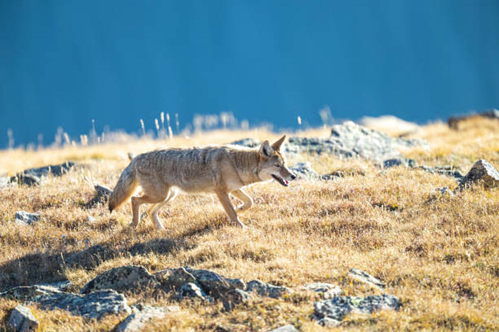 US agency ends use of &#8216;cyanide bomb&#8217; to kill coyotes and other predators, citing safety concerns